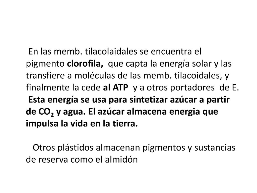 En las memb. tilacolaidales se encuentra el pigmento clorofila, que capta la energía solar y las transfiere a moléculas de las memb. tilacoidales, y finalmente la cede al ATP y a otros portadores de E.