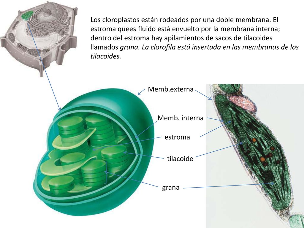 Los cloroplastos están rodeados por una doble membrana