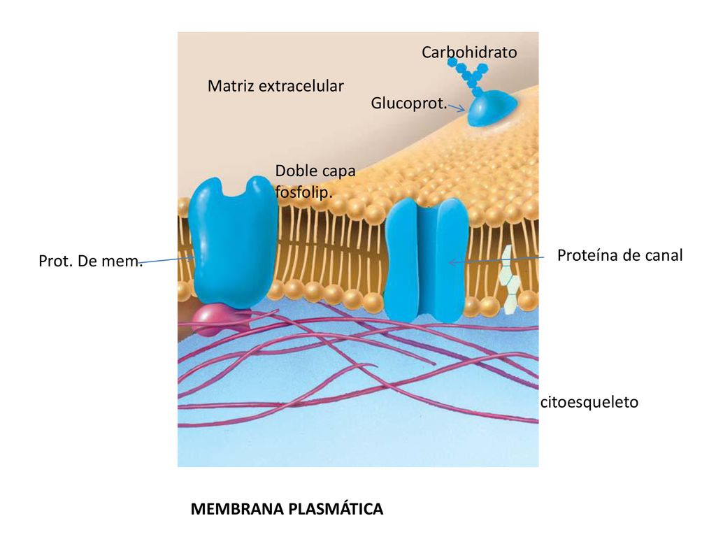 Carbohidrato Matriz extracelular. Glucoprot. Doble capa fosfolip. Proteína de canal. Prot. De mem.
