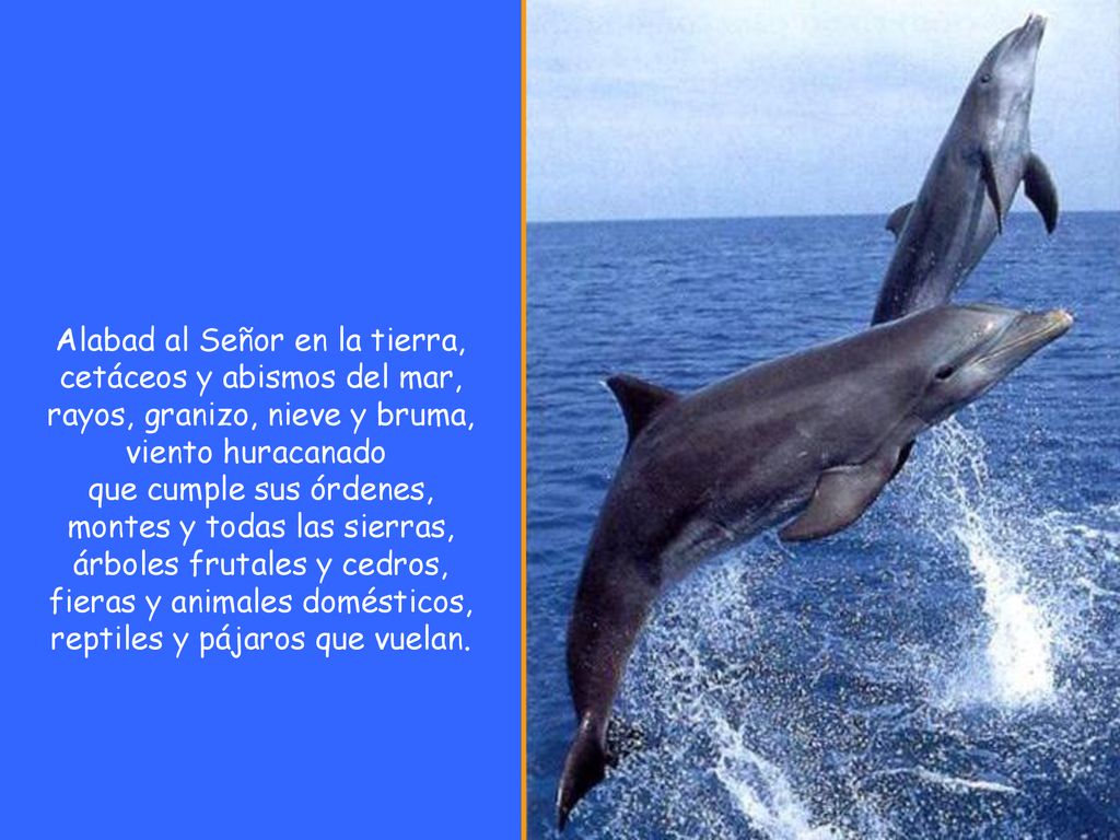 Alabad al Señor en la tierra, cetáceos y abismos del mar, rayos, granizo, nieve y bruma, viento huracanado que cumple sus órdenes, montes y todas las sierras, árboles frutales y cedros, fieras y animales domésticos, reptiles y pájaros que vuelan.