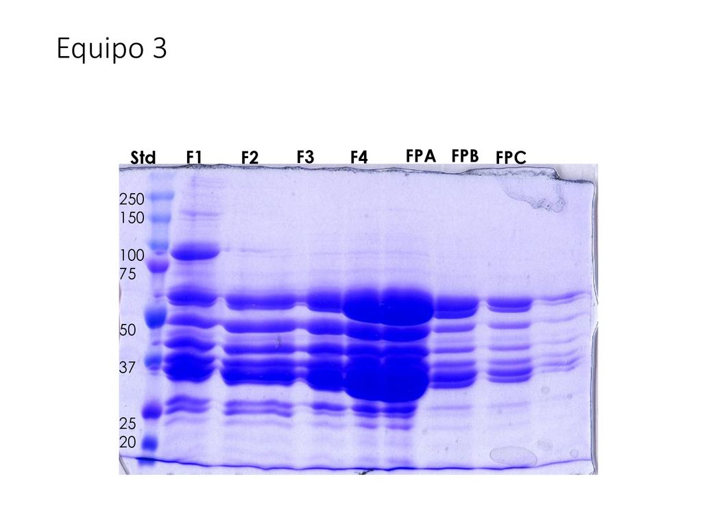 Equipo 3 Std F1 F2 F3 F4 FPA FPB FPC