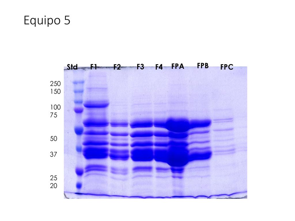 Equipo 5 Std F1 F2 F3 F4 FPA FPB FPC