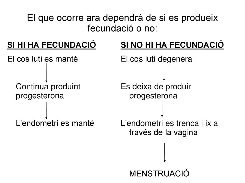El que ocorre ara dependrà de si es produeix fecundació o no: