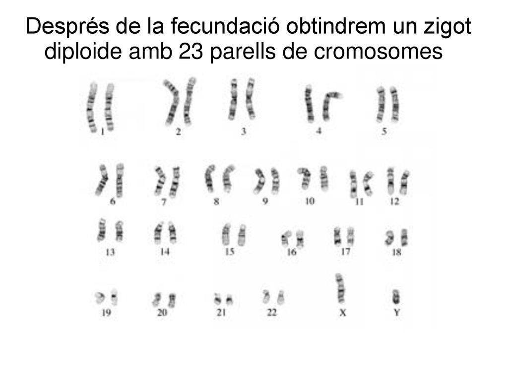 Després de la fecundació obtindrem un zigot diploide amb 23 parells de cromosomes