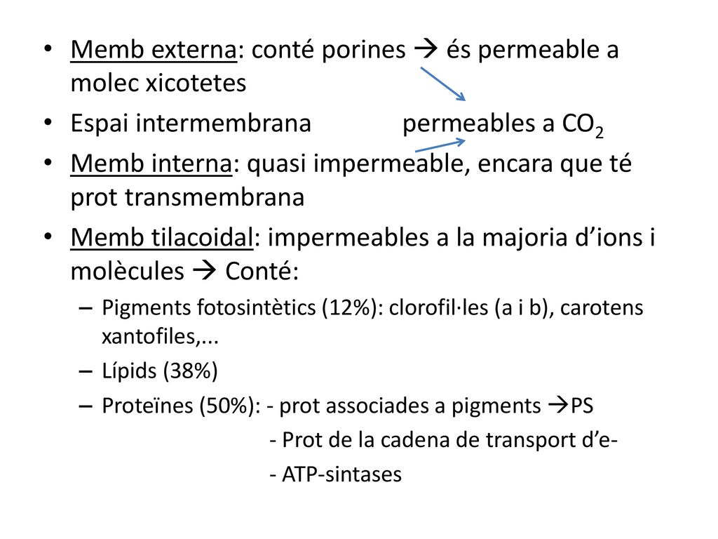 Memb externa: conté porines  és permeable a molec xicotetes
