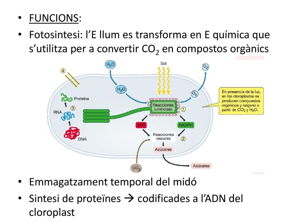 FUNCIONS: Fotosintesi: l’E llum es transforma en E química que s’utilitza per a convertir CO2 en compostos orgànics.