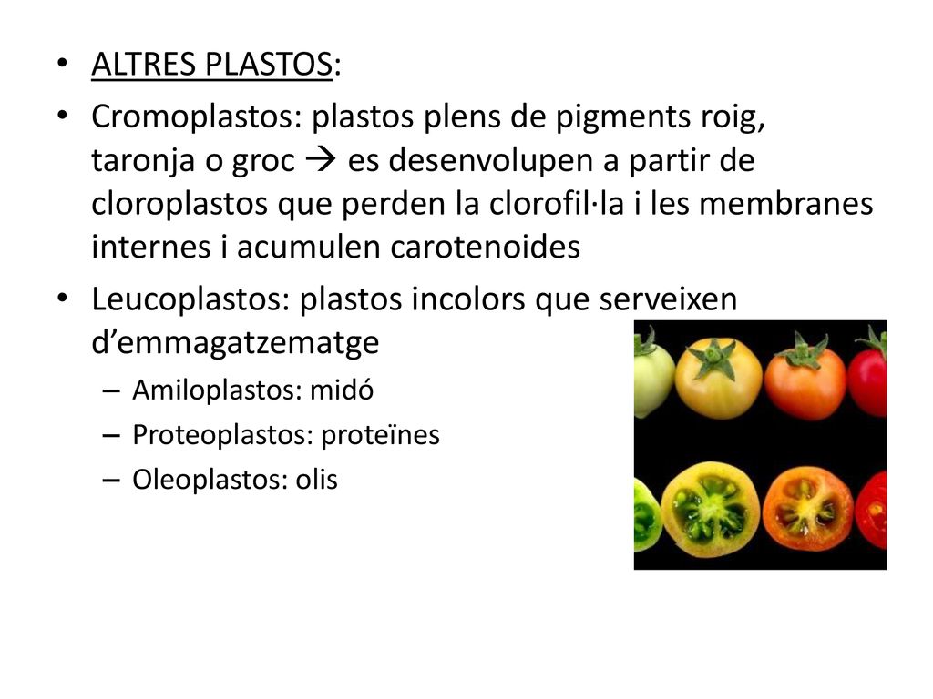 Leucoplastos: plastos incolors que serveixen d’emmagatzematge