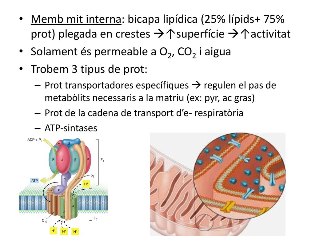 Solament és permeable a O2, CO2 i aigua Trobem 3 tipus de prot: