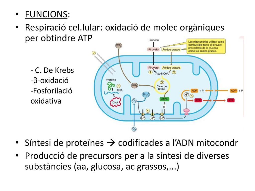 Respiració cel.lular: oxidació de molec orgàniques per obtindre ATP