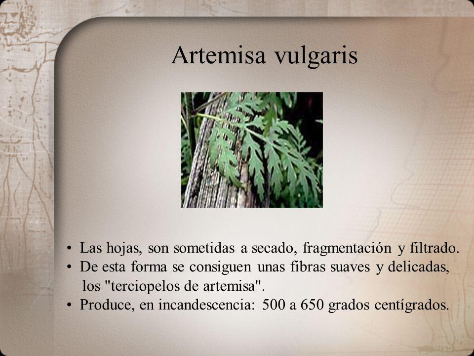 Artemisa vulgaris Las hojas, son sometidas a secado, fragmentación y filtrado. De esta forma se consiguen unas fibras suaves y delicadas,