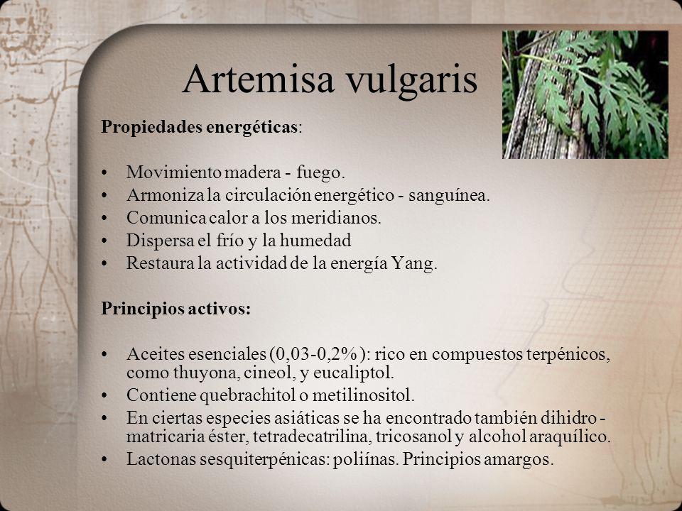 Artemisa vulgaris Propiedades energéticas: Movimiento madera - fuego.