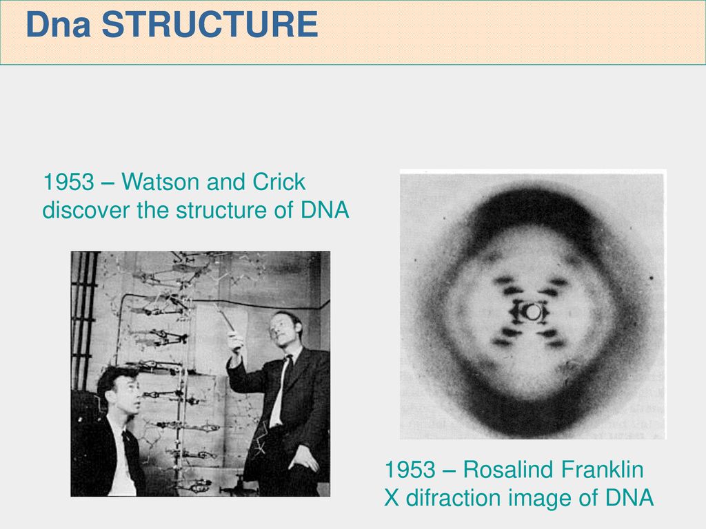 Dna STRUCTURE 1953 – Watson and Crick discover the structure of DNA