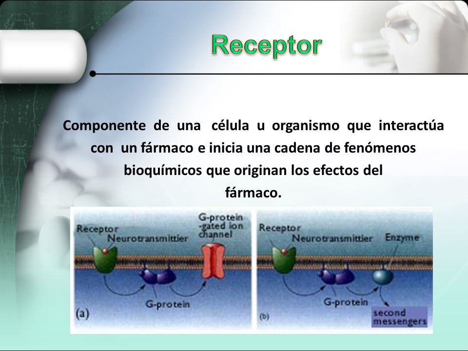 Receptor Componente de una célula u organismo que interactúa