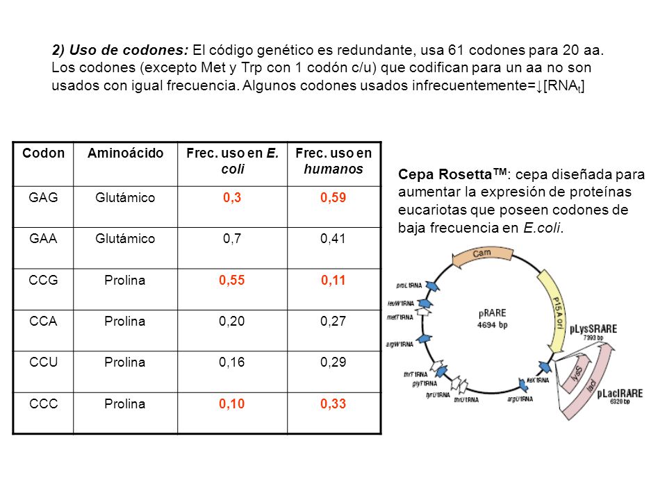 2) Uso de codones: El código genético es redundante, usa 61 codones para 20 aa.