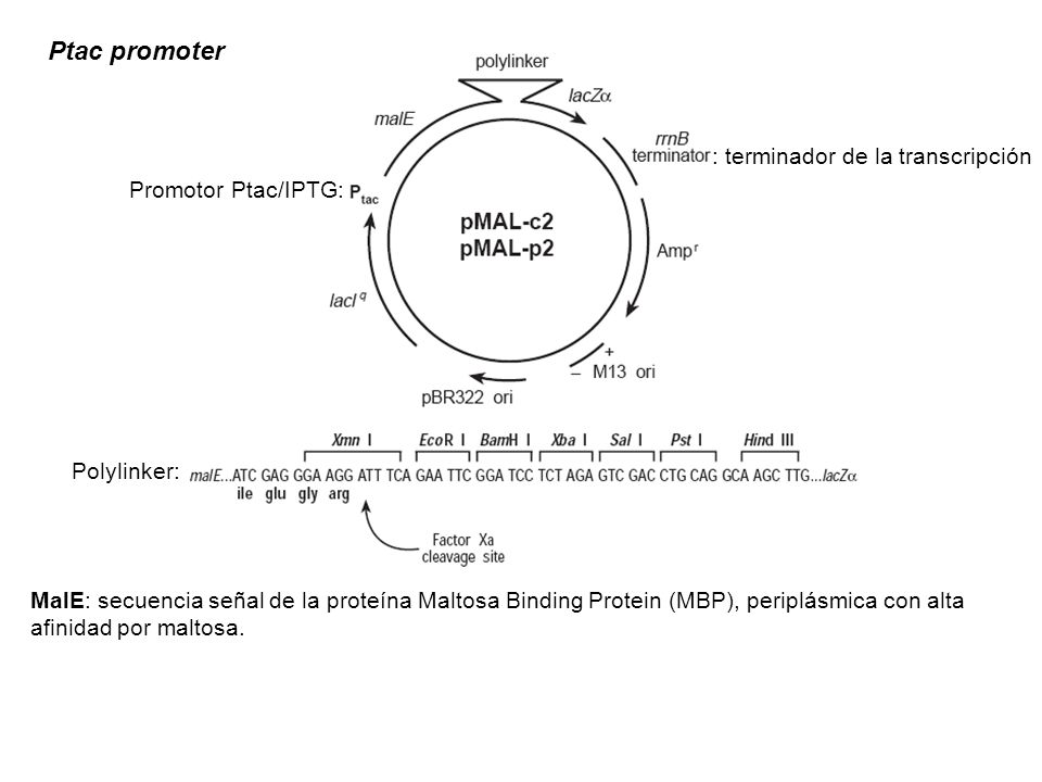 Ptac promoter : terminador de la transcripción Promotor Ptac/IPTG: