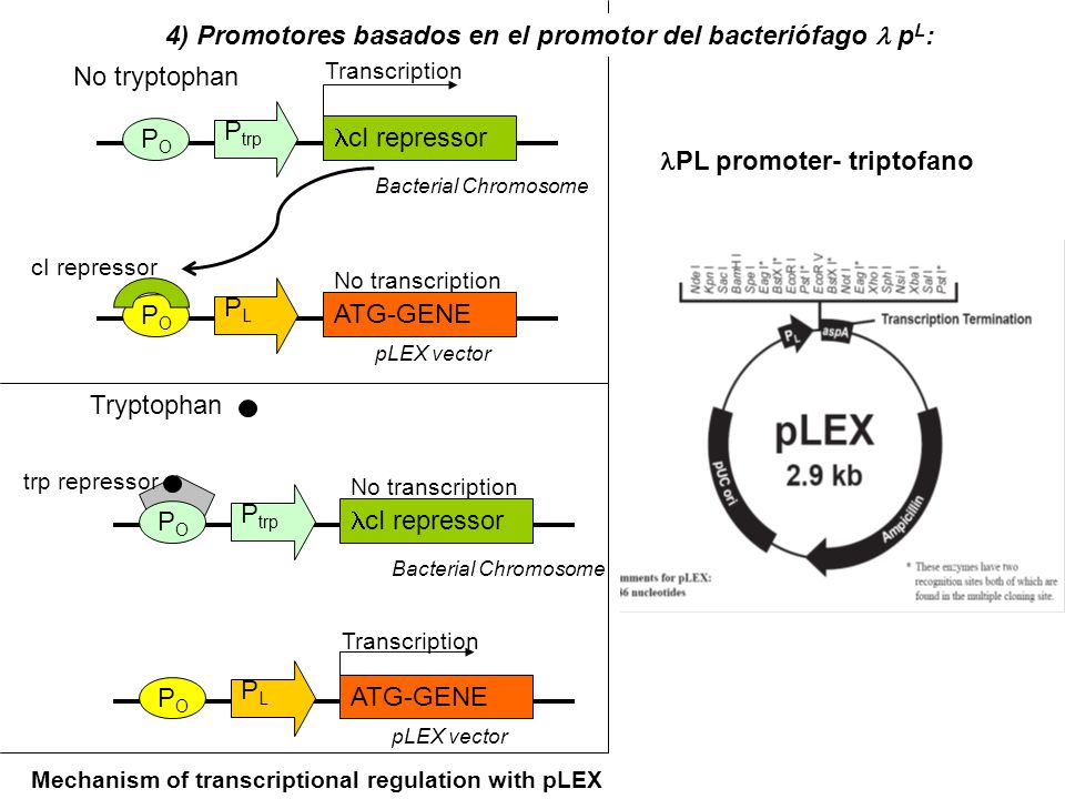 4) Promotores basados en el promotor del bacteriófago l pL: