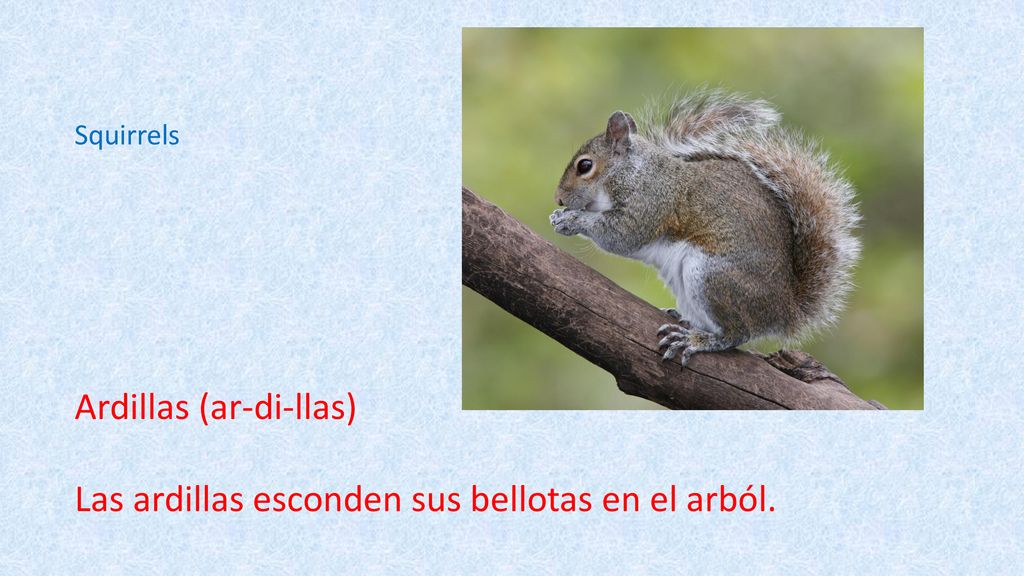 Ardillas (ar-di-llas) Las ardillas esconden sus bellotas en el arból.