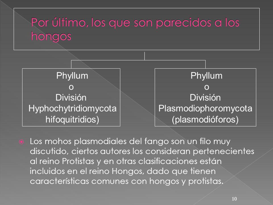 Por último, los que son parecidos a los hongos