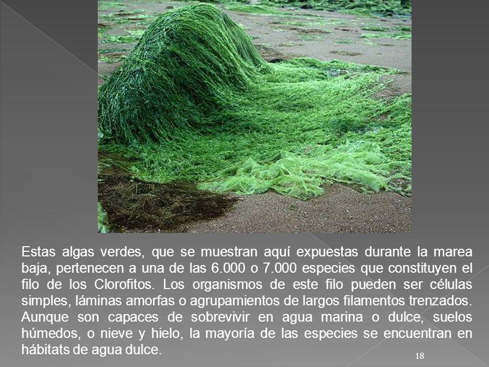 Estas algas verdes, que se muestran aquí expuestas durante la marea baja, pertenecen a una de las o especies que constituyen el filo de los Clorofitos.