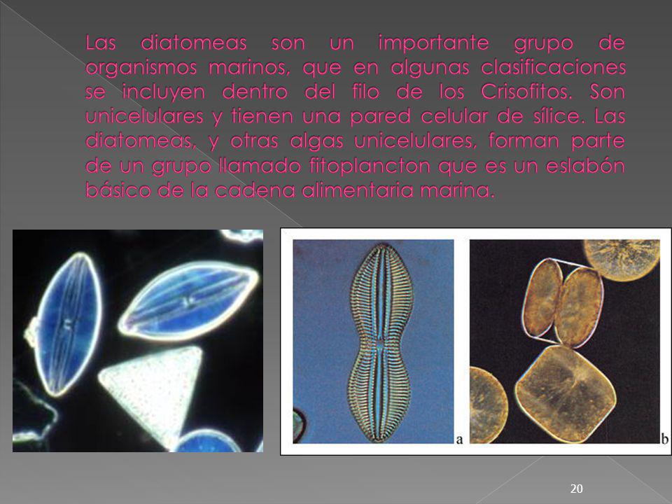 Las diatomeas son un importante grupo de organismos marinos, que en algunas clasificaciones se incluyen dentro del filo de los Crisofitos.