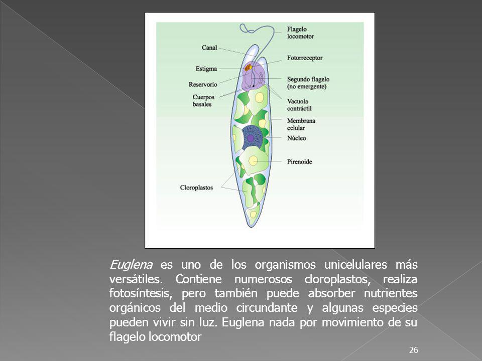 Euglena es uno de los organismos unicelulares más versátiles