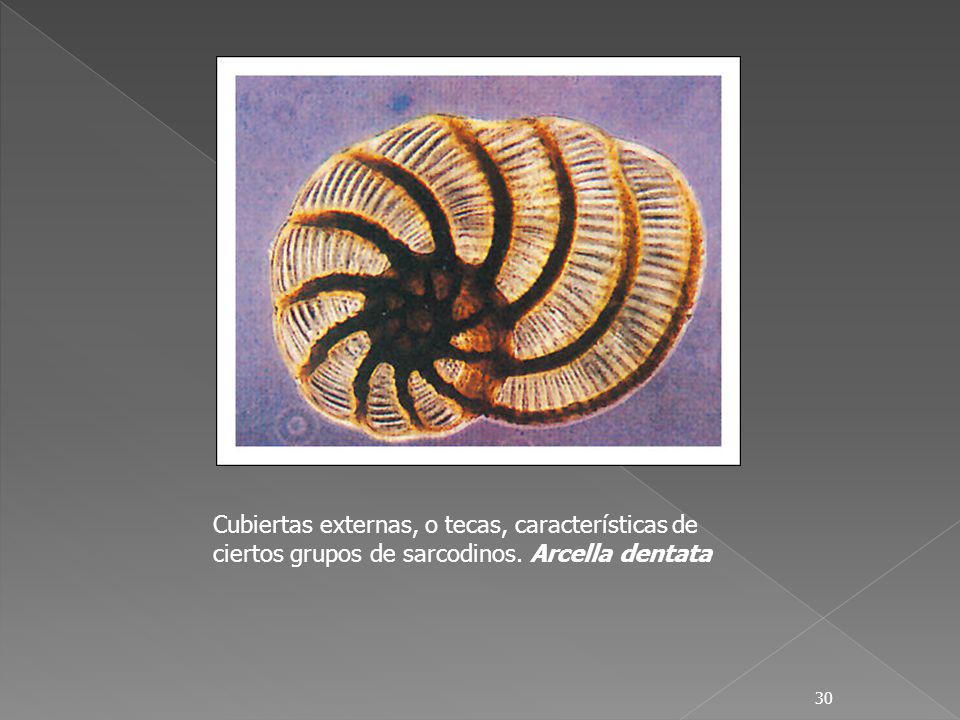 Cubiertas externas, o tecas, características de ciertos grupos de sarcodinos. Arcella dentata
