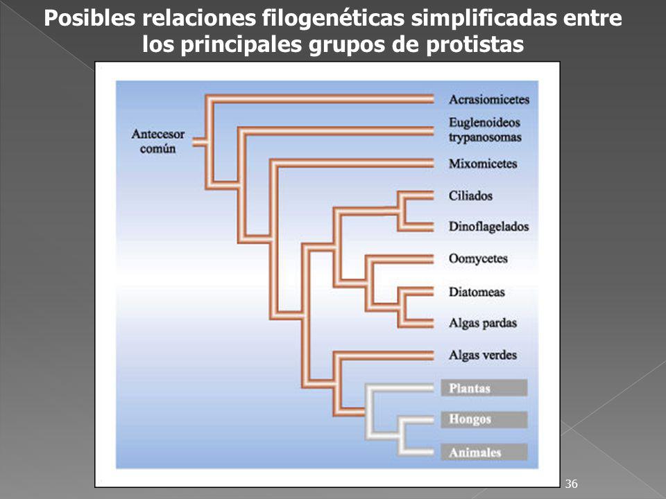 Posibles relaciones filogenéticas simplificadas entre los principales grupos de protistas