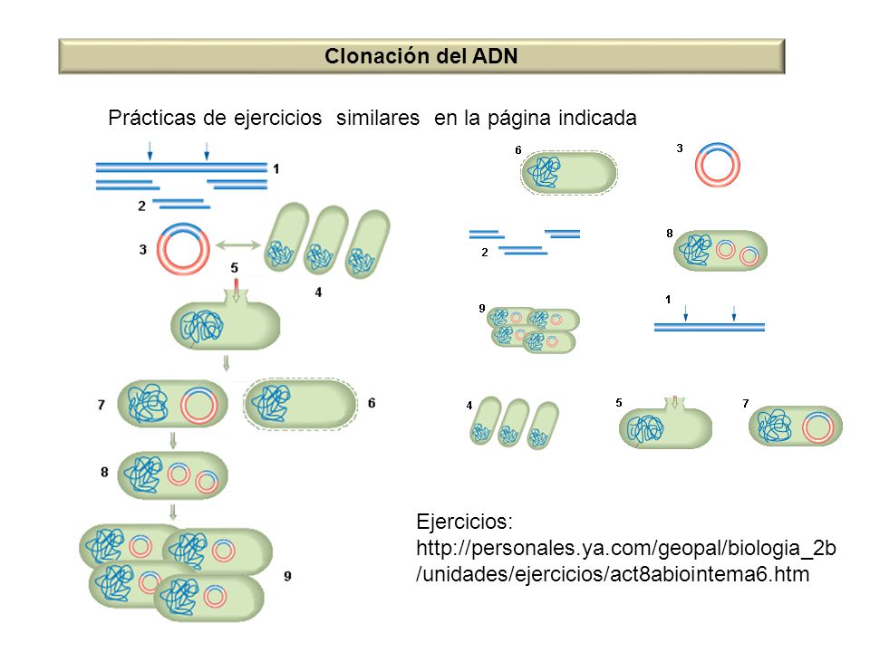 Clonación del ADN Prácticas de ejercicios similares en la página indicada. Ejercicios:
