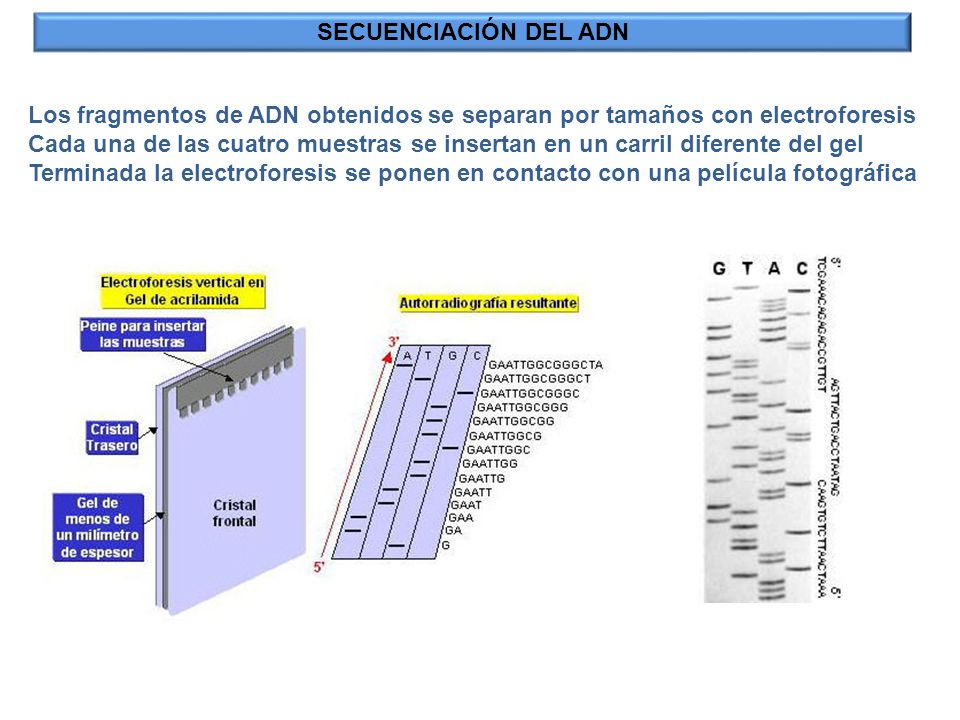 SECUENCIACIÓN DEL ADN Los fragmentos de ADN obtenidos se separan por tamaños con electroforesis.
