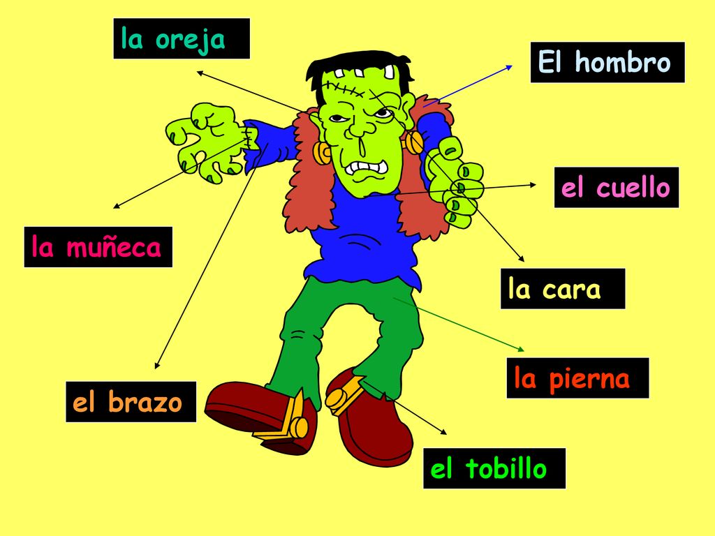 la oreja El hombro el cuello la muñeca la cara la pierna el brazo el tobillo
