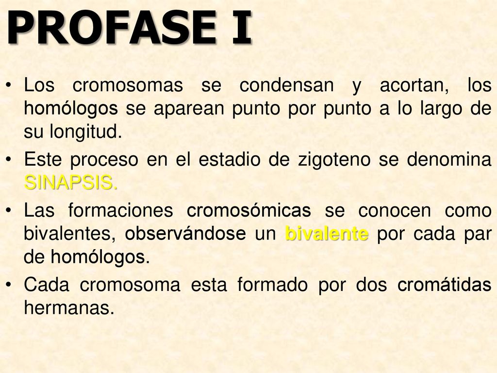 PROFASE I Los cromosomas se condensan y acortan, los homólogos se aparean punto por punto a lo largo de su longitud.