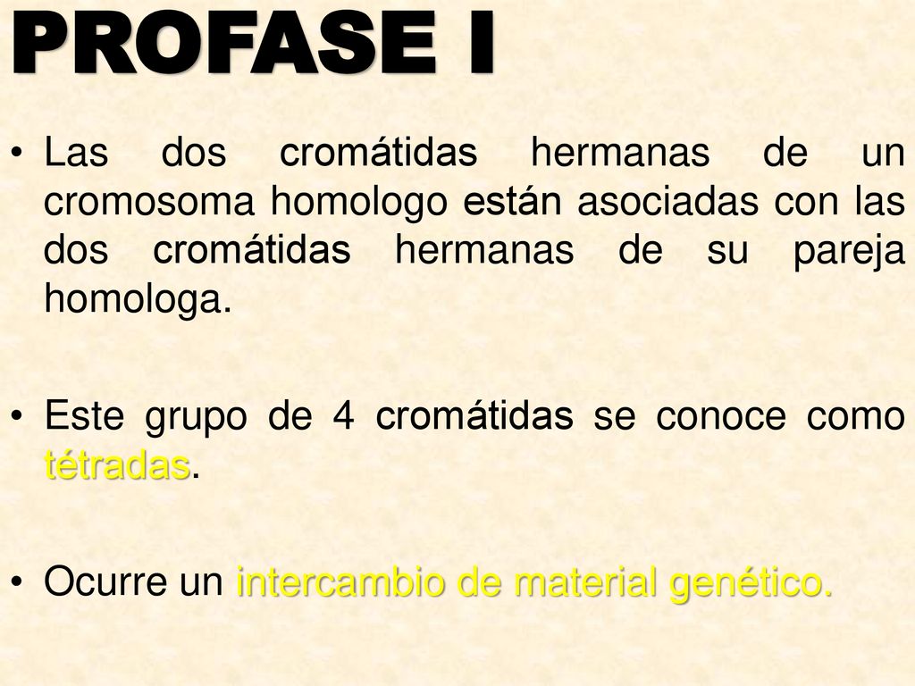 PROFASE I Las dos cromátidas hermanas de un cromosoma homologo están asociadas con las dos cromátidas hermanas de su pareja homologa.