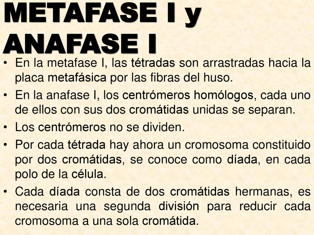 METAFASE I y ANAFASE I En la metafase I, las tétradas son arrastradas hacia la placa metafásica por las fibras del huso.
