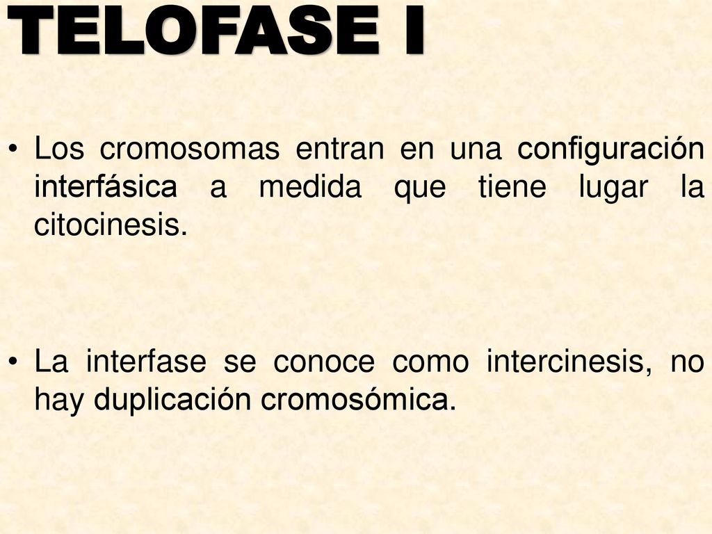 TELOFASE I Los cromosomas entran en una configuración interfásica a medida que tiene lugar la citocinesis.