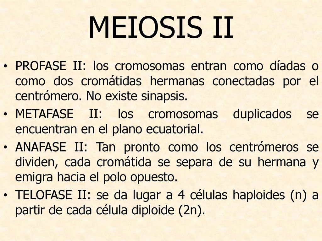 MEIOSIS II PROFASE II: los cromosomas entran como díadas o como dos cromátidas hermanas conectadas por el centrómero. No existe sinapsis.