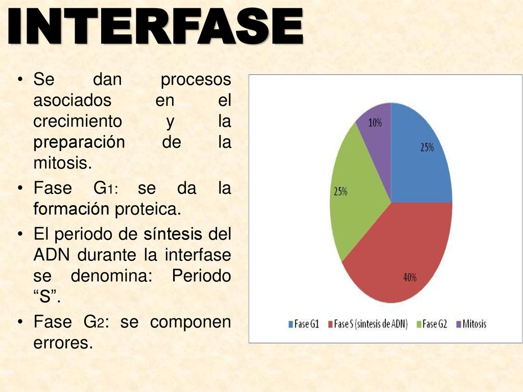 INTERFASE Se dan procesos asociados en el crecimiento y la preparación de la mitosis. Fase G1: se da la formación proteica.