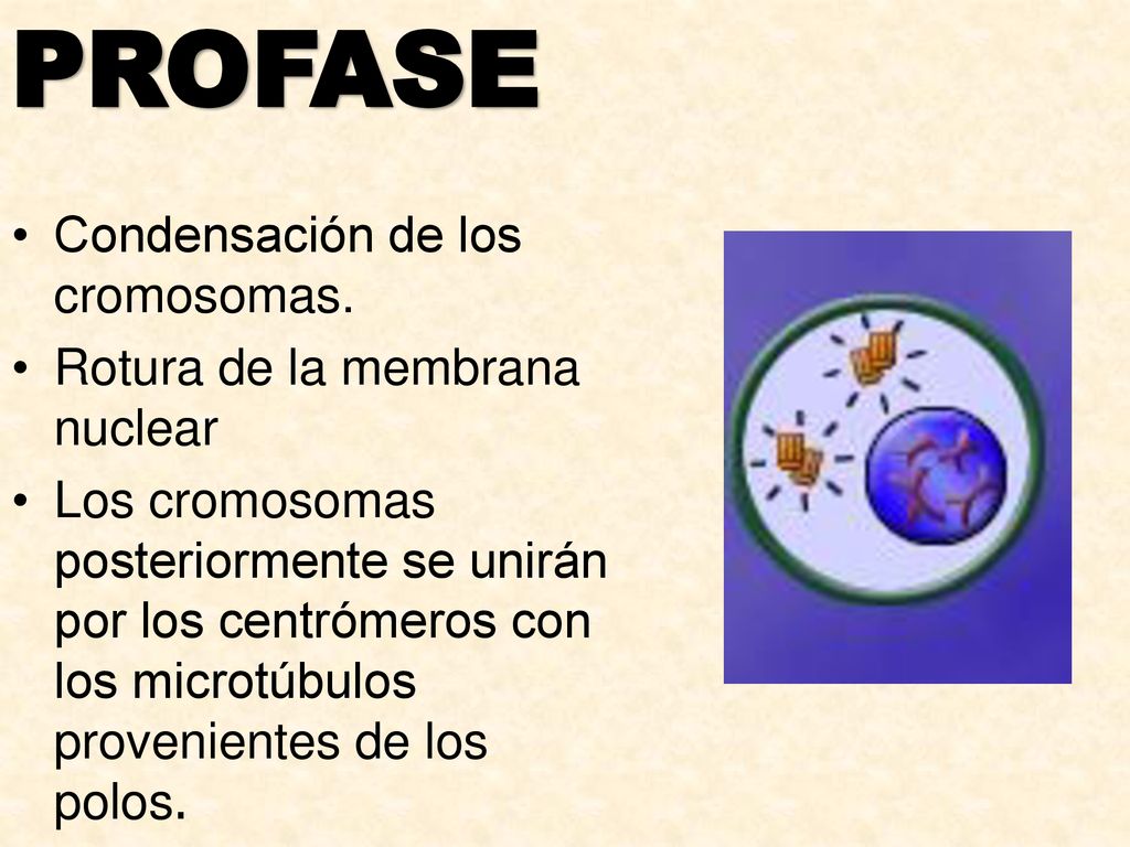 PROFASE Condensación de los cromosomas. Rotura de la membrana nuclear