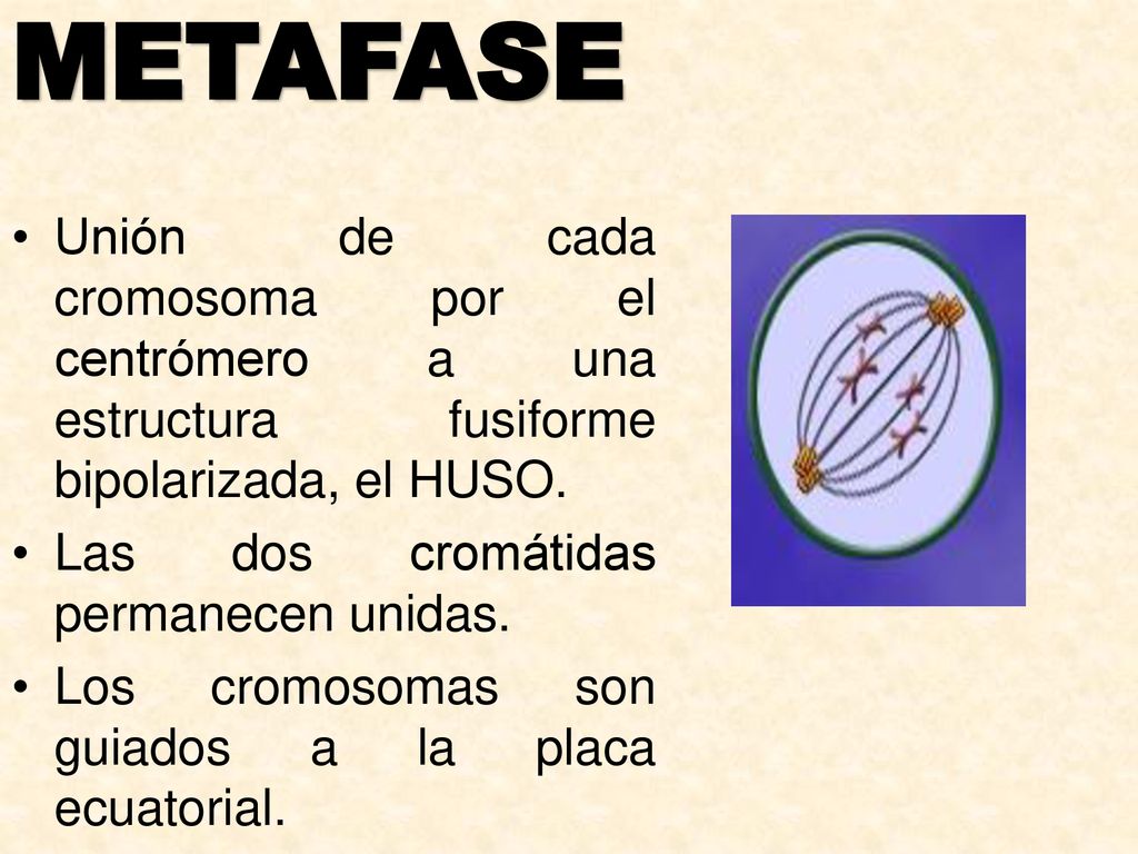 METAFASE Unión de cada cromosoma por el centrómero a una estructura fusiforme bipolarizada, el HUSO.
