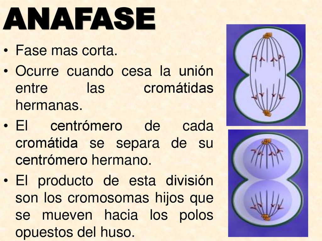 ANAFASE Fase mas corta. Ocurre cuando cesa la unión entre las cromátidas hermanas.
