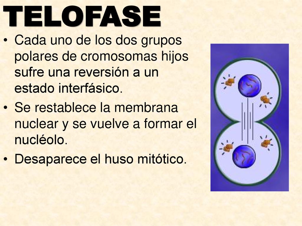 TELOFASE Cada uno de los dos grupos polares de cromosomas hijos sufre una reversión a un estado interfásico.