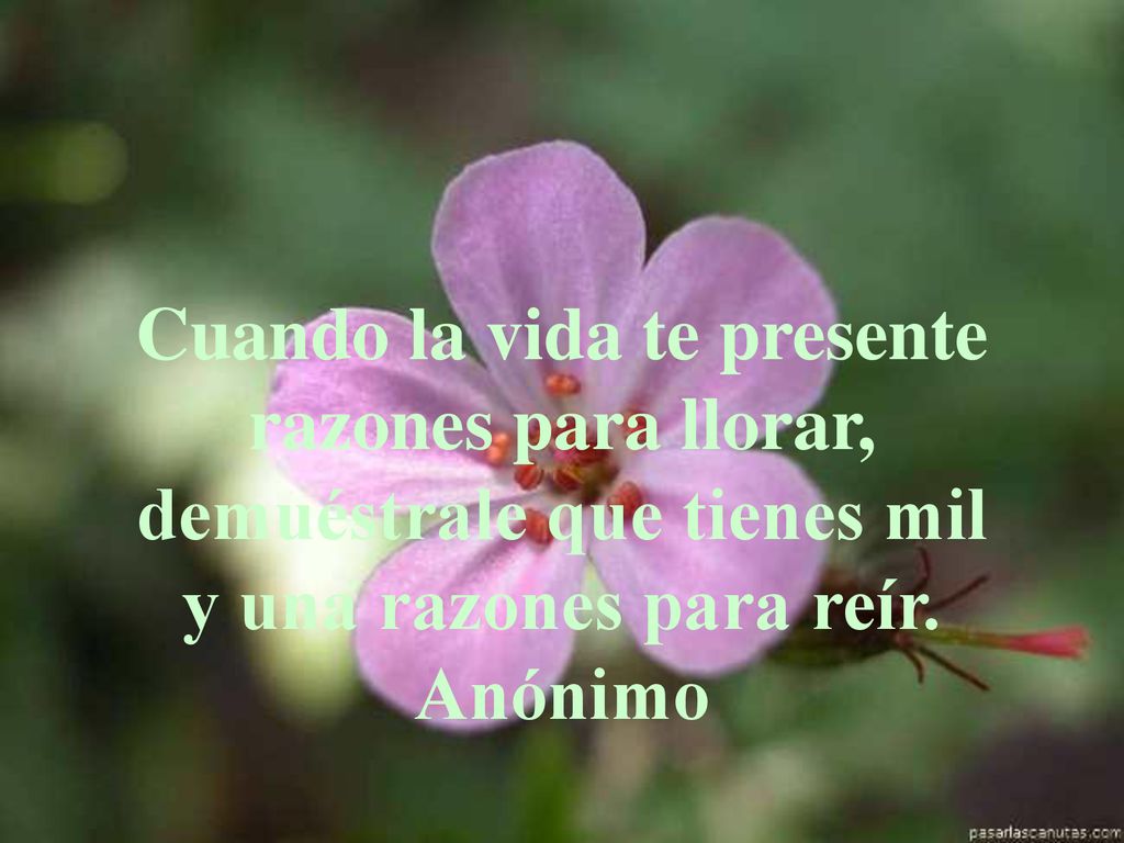 Cuando la vida te presente razones para llorar, demuéstrale que tienes mil y una razones para reír.