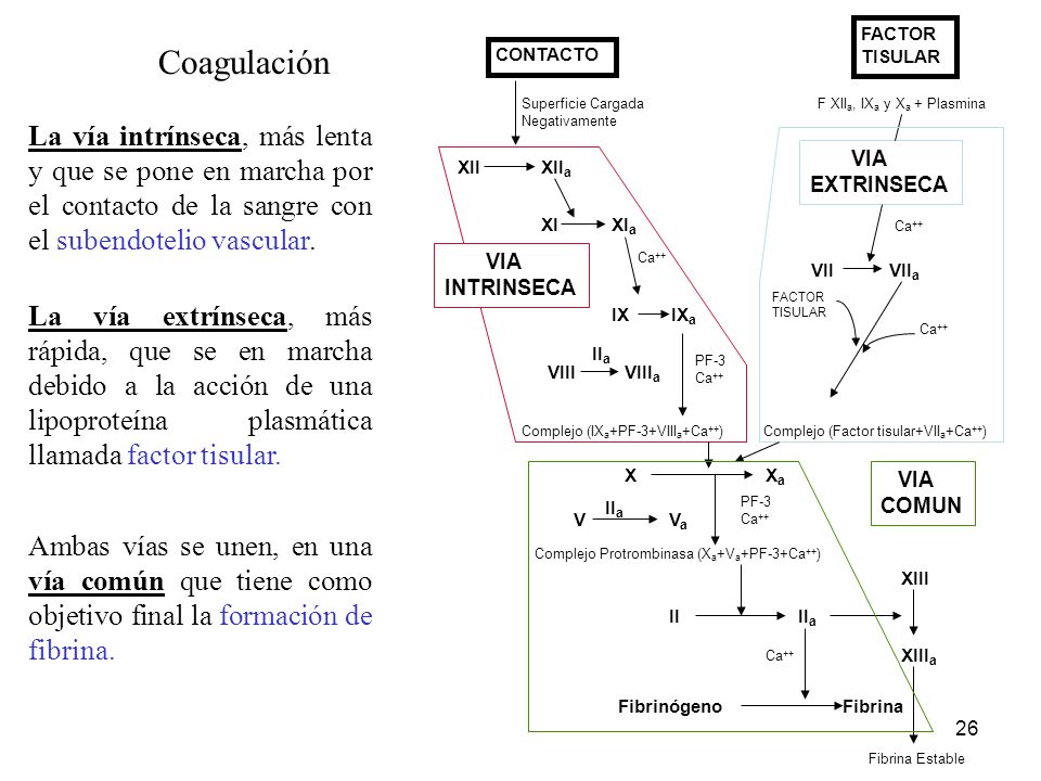 FACTOR TISULAR. VII VIIa. VIA. EXTRINSECA. Ca++ Complejo (Factor tisular+VIIa+Ca++)