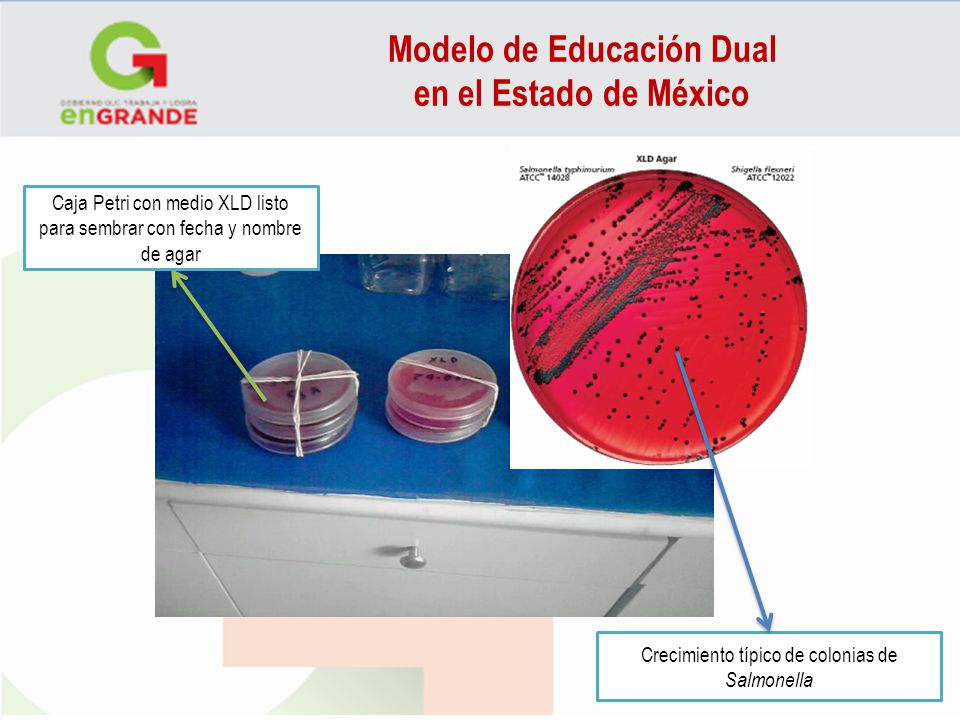Modelo de Educación Dual