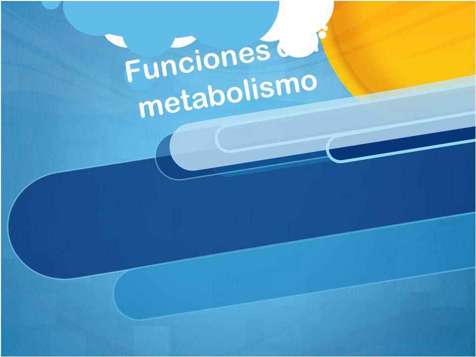 Funciones del metabolismo