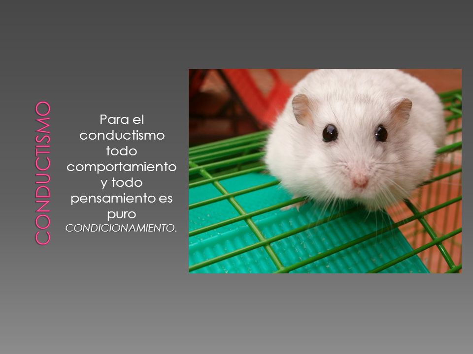 conductismo Para el conductismo todo comportamiento y todo pensamiento es puro CONDICIONAMIENTO.