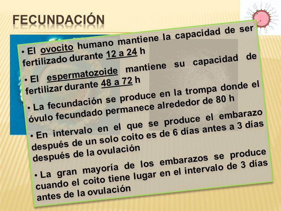 Fecundación El ovocito humano mantiene la capacidad de ser fertilizado durante 12 a 24 h.