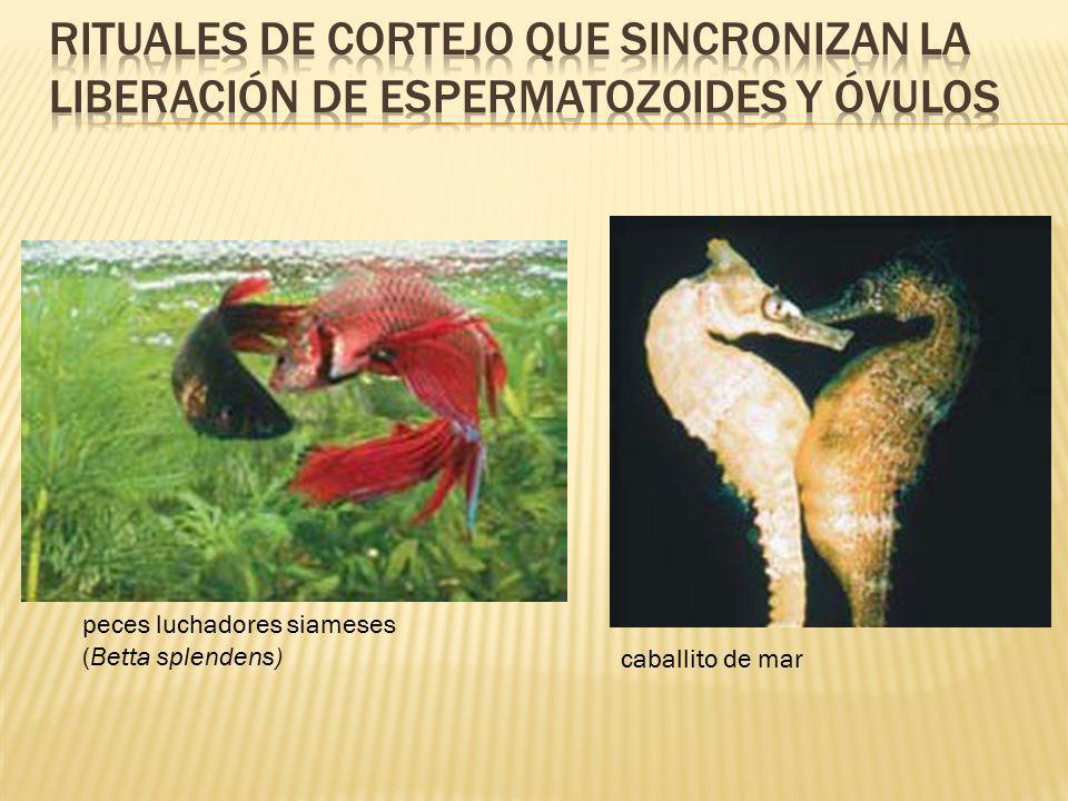 rituales de cortejo que sincronizan la liberación de espermatozoides y óvulos