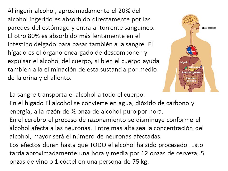 Al ingerir alcohol, aproximadamente el 20% del alcohol ingerido es absorbido directamente por las paredes del estómago y entra al torrente sanguíneo. El otro 80% es absorbido más lentamente en el intestino delgado para pasar también a la sangre. El hígado es el órgano encargado de descomponer y expulsar el alcohol del cuerpo, si bien el cuerpo ayuda también a la eliminación de esta sustancia por medio de la orina y el aliento.