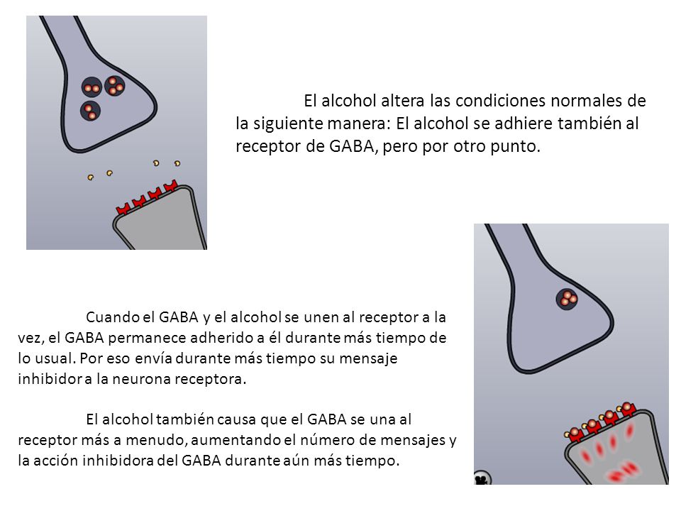 El alcohol altera las condiciones normales de la siguiente manera: El alcohol se adhiere también al receptor de GABA, pero por otro punto.