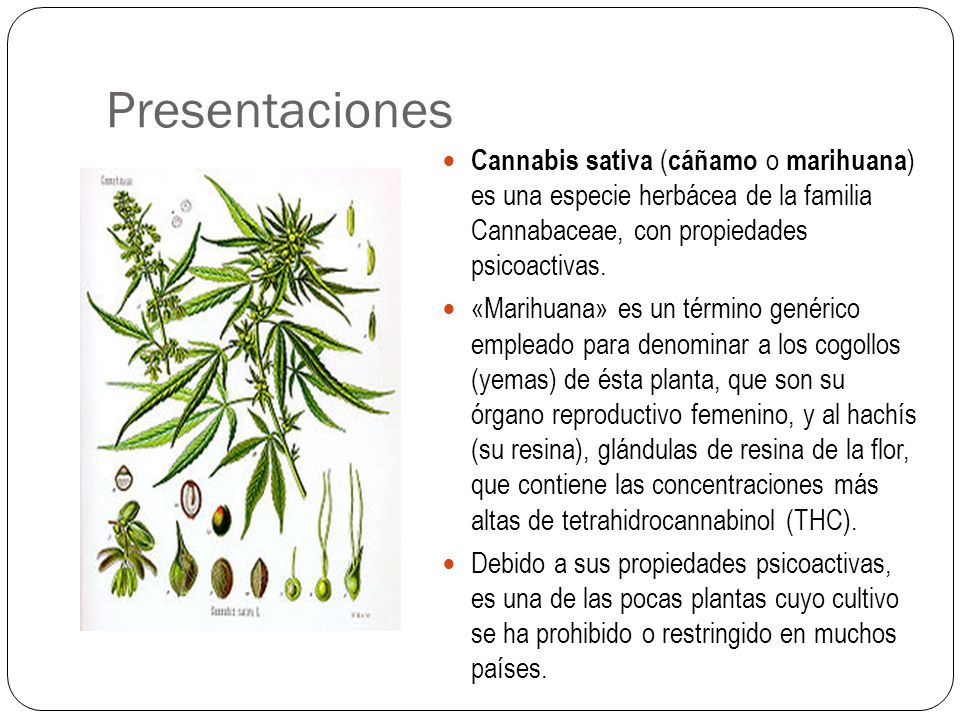 Presentaciones Cannabis sativa (cáñamo o marihuana) es una especie herbácea de la familia Cannabaceae, con propiedades psicoactivas.